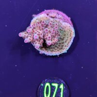 Acropora hyacinthus - Steinkoralle Red Planet Deutsche...