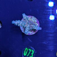 Acropora sp.- Steinkoralle Staghorn blau Deutsche...
