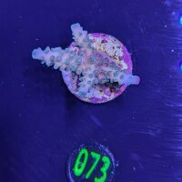 Acropora sp.- Steinkoralle Staghorn blau Deutsche...