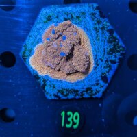 Montipora sp. WYSIWYG 0139