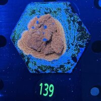 Montipora sp. WYSIWYG 0139