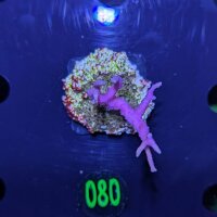 Seriatopora hystrix - Dornenkronenkoralle pink Deutsche...