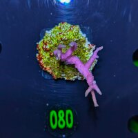 Seriatopora hystrix - Dornenkronenkoralle pink Deutsche...