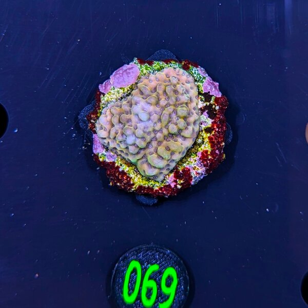 Montipora sp.- Kleinpolypige Steinkoralle Crazy T Deutsche Nachzucht 0069