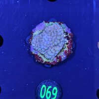 Montipora sp.- Kleinpolypige Steinkoralle Crazy T Deutsche Nachzucht 0069