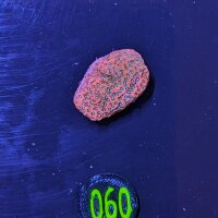 Montipora sp.- Kleinpolypige Steinkoralle Tropical...
