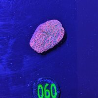 Montipora sp.- Kleinpolypige Steinkoralle Tropical...