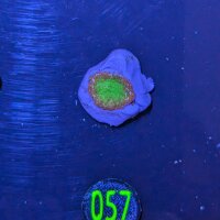 Montipora sp.- Kleinpolypige Steinkoralle Deutsche...