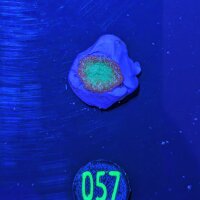 Montipora sp.- Kleinpolypige Steinkoralle Deutsche Nachzucht 0057