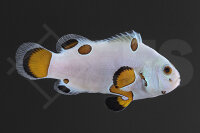 Amphiprion ocellaris - Falscher Clownfisch "Hail...