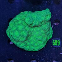 Favites WYSIWYG 0689