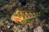 Scartella cristata - Hahnenkamm Schleimfisch Nachzucht