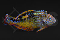 Macropharyngodon bipartitus - Diamant Lippfisch...