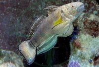 Amblygobius phalaena - Bagger Grundel Nachzucht