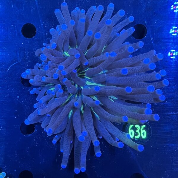 Heliofungia actiniformis WYSIWYG 0636
