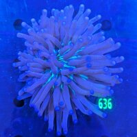 Heliofungia actiniformis WYSIWYG 0636