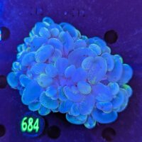 Plerogyra sinuosa WYSIWYG 0684