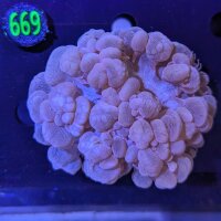 Plerogyra sinuosa - Blasenkoralle WYSIWYG 0669