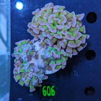 Euphyllia paraancora WYSIWYG 0606