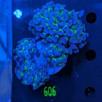 Euphyllia paraancora WYSIWYG 0606