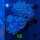 Euphyllia paraancora WYSIWYG 0606
