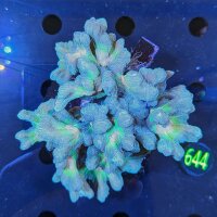 Pectinia sp. WYSIWYG 0644