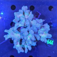 Pectinia sp. WYSIWYG 0644