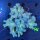 Pectinia sp. WYSIWYG 0644