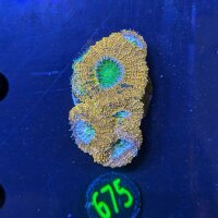 Acanthastrea bowerbanki WYSIWYG 0675
