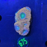 Acanthastrea bowerbanki WYSIWYG 0675