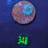 Ricordea Florida - Scheibenanemone blau PlanktonPlus...