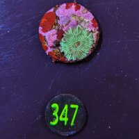 Dicsosoma striatus - Scheibenanemone grün gestreift...