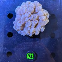 Plerogyra sinuosa - Blasenkoralle WYSIWYG 0623