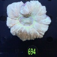 Trachyphyllia geoffroyi WYSIWYG 0694