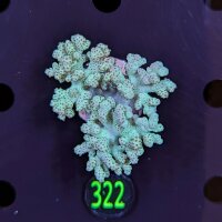 Klyxum sp. 0322