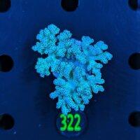 Klyxum sp. 0322