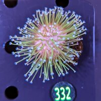 Sacrophyton sp. - Pilzlederkoralle 0332