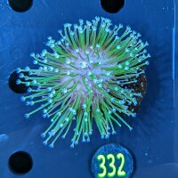Sacrophyton sp. - Pilzlederkoralle 0332