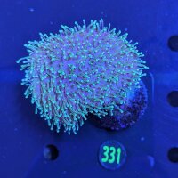 Sacrophyton sp. - Pilzlederkoralle 0331