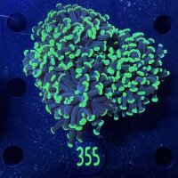 Euphyllia paraancora 3 Kopf "grün" -...