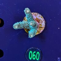 Acropora millepora neongrüne Polypen - Deutsche...