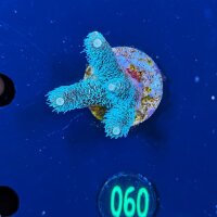 Acropora millepora neongrüne Polypen - Deutsche...