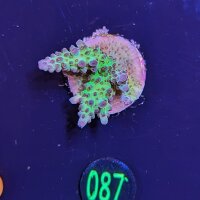 Acropora sp. grün/rot - Steinkoralle Deutsche...