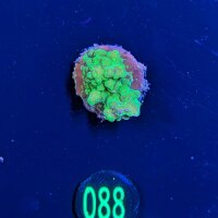 Acropora humilis grün - Deutsche Nachzucht 0088