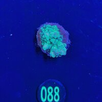 Acropora humilis grün - Deutsche Nachzucht 0088