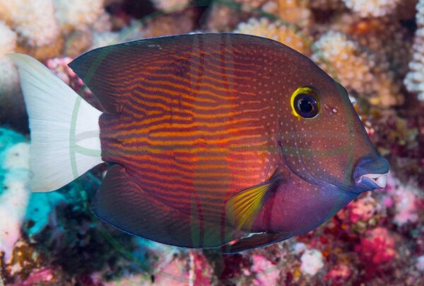 Ctenochaetus flavicauda - Weißschwanz Borstenzahn Doktorfisch