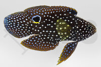 Calloplesiops altivelis - Echter Mirakelbarsch Nachzucht