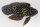 Calloplesiops altivelis - Echter Mirakelbarsch Nachzucht