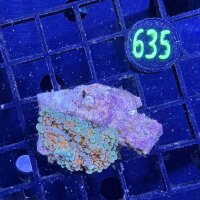 Ricordea yuma - Scheibenanemone WYSIWYG 0635