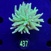 Euphyllia glabrescens - Fackelkoralle Torch "She Hulk" 0437